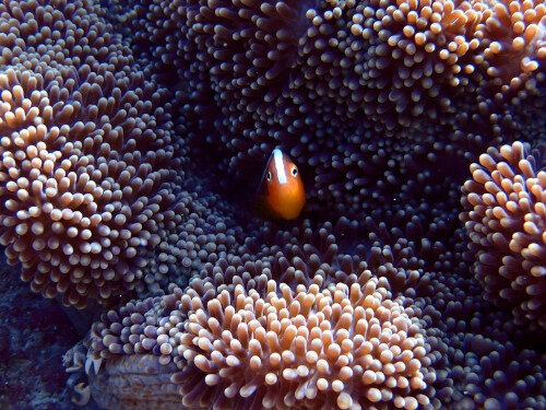 clownfish hiding in his anemone