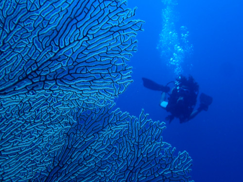 diver behind a giant seafan in Pemana island