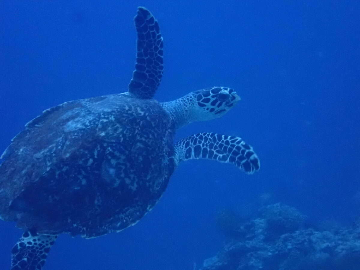 swimming turtle in Pangabatang island