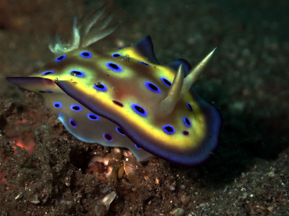 nudibranch in Santai divers reef