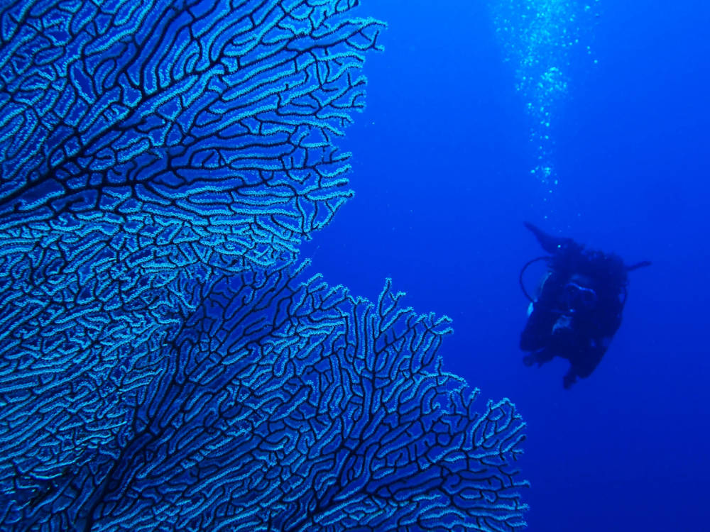 happy diver behind a huge seafan in Pemana island