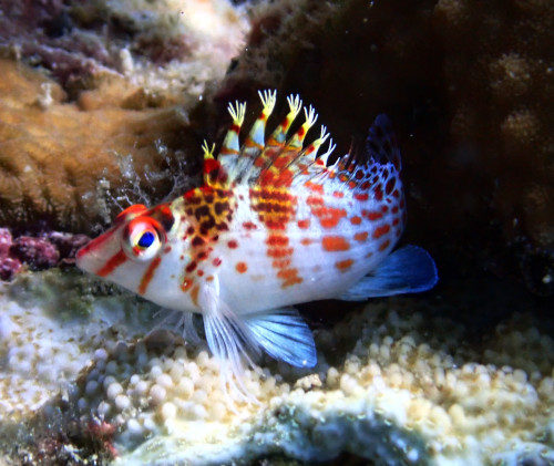 dwarf hawkfish in Babi island