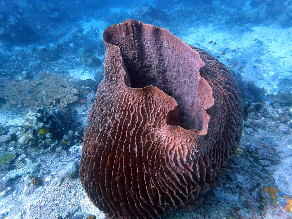 huge barrel sponge in Pangabatabg island