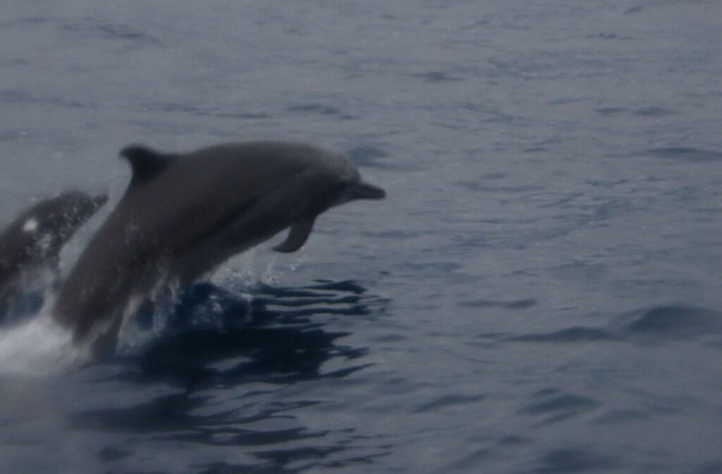 dolphins jumping at the surface on our way to Babi island