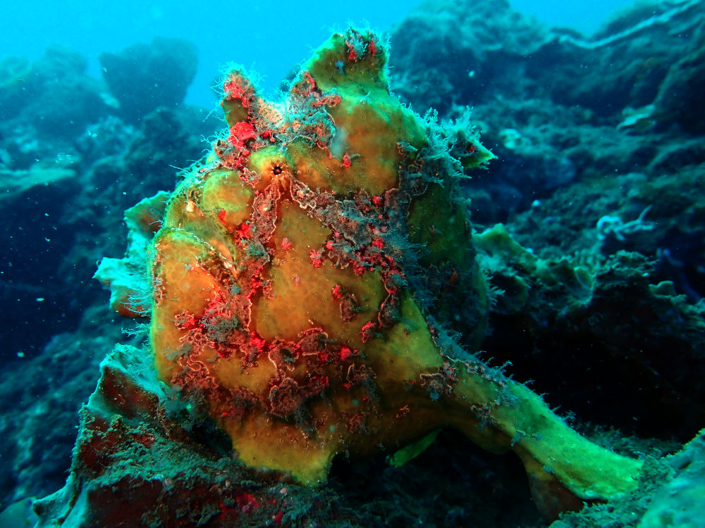 red and yellowfrogfish in Santai Divers reef