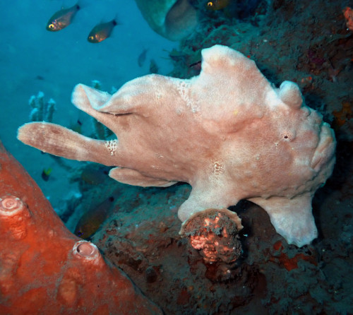 giant frogfish in Santai Divers reef