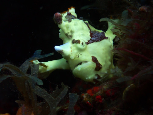 frogfish in Wairterang wreck