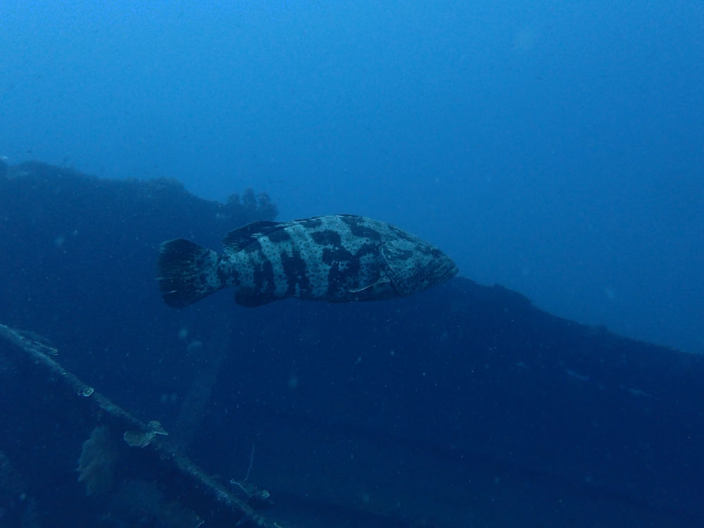 huge grouper in Wairterang wreck