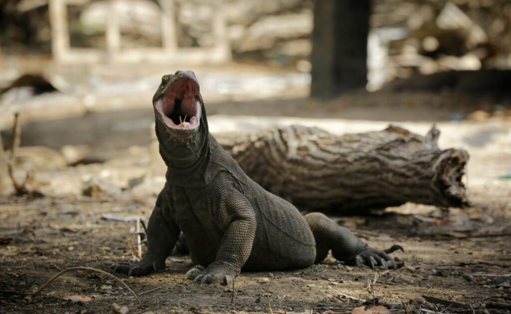 Komodo dragon on Komodo island