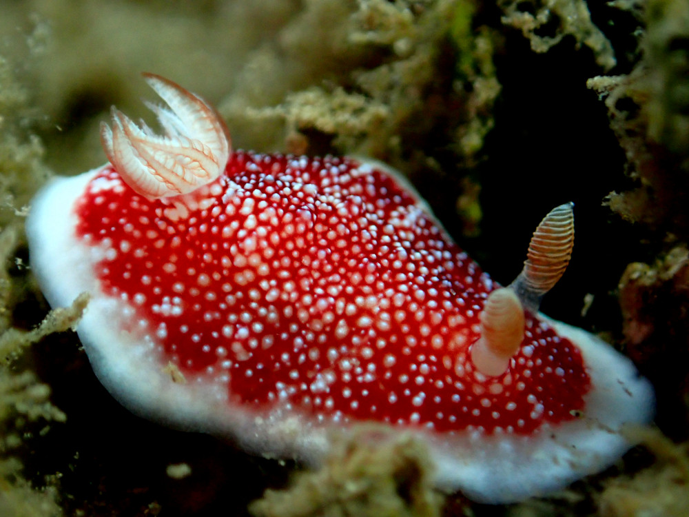 red and white nubribranch in Santai Divers reef