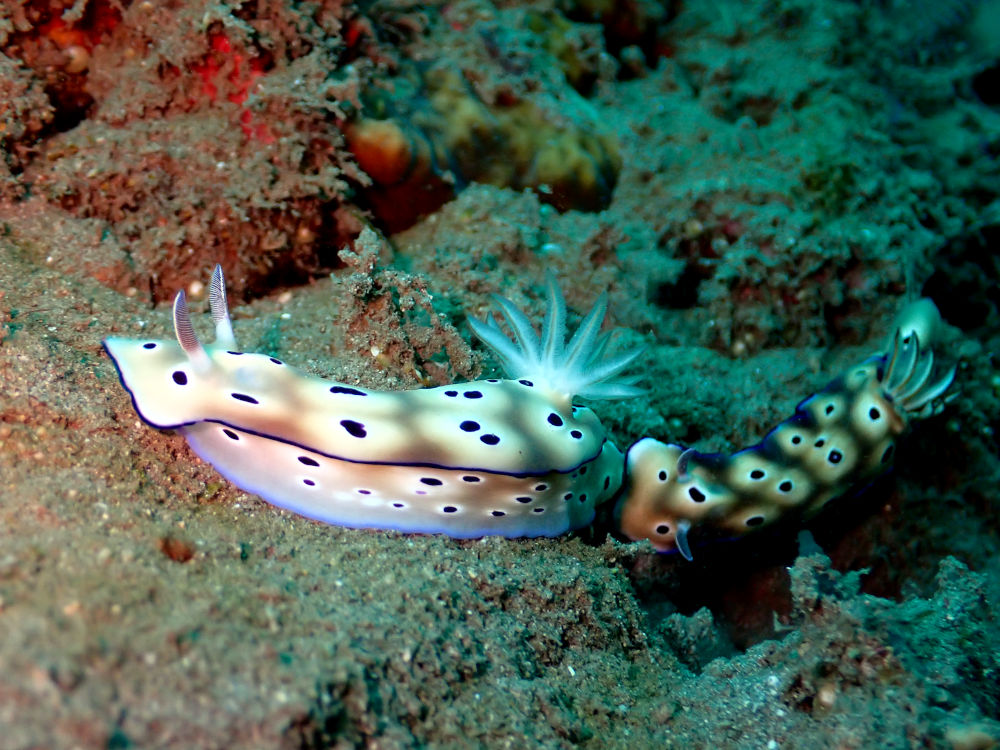 two nudibranchs following each other in Santai Divers reef