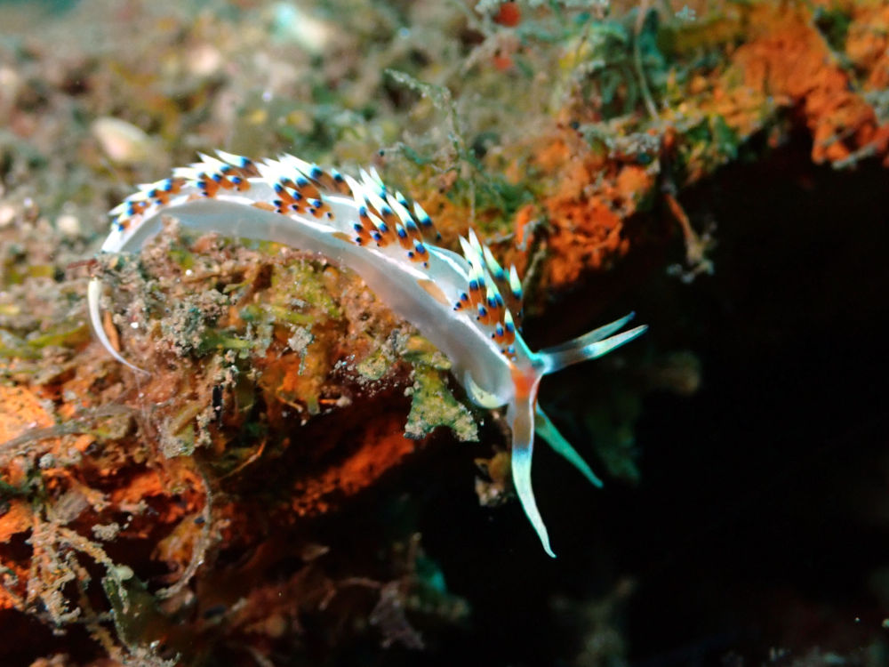 caloria indica nudibranch in Wairterang wreck