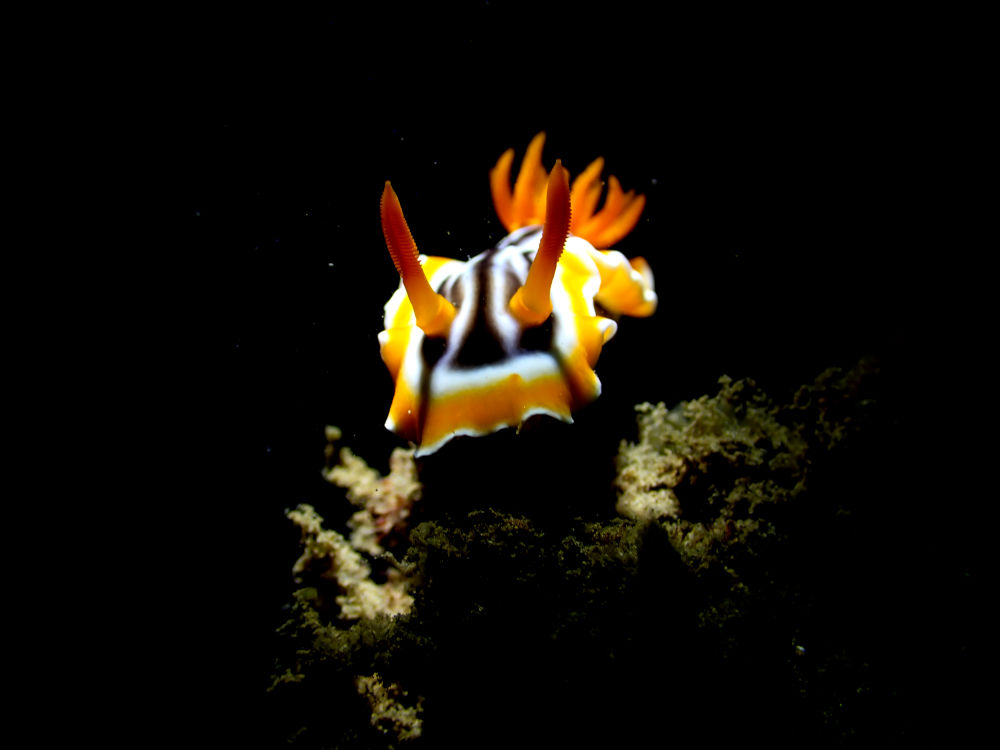 orange nudibranch in the dark