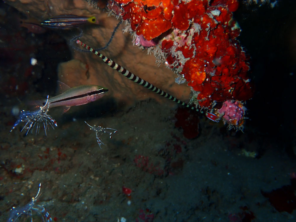 pipefish and shrimps in Santai Divers reef