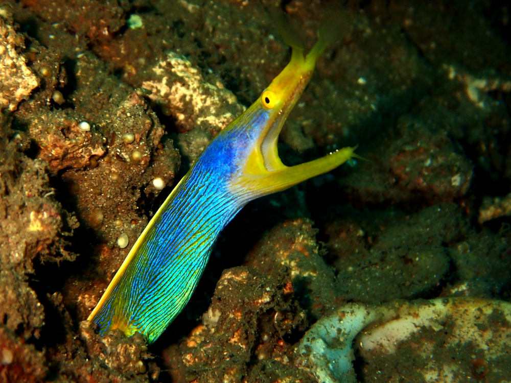 yellow and blue ribbon eel