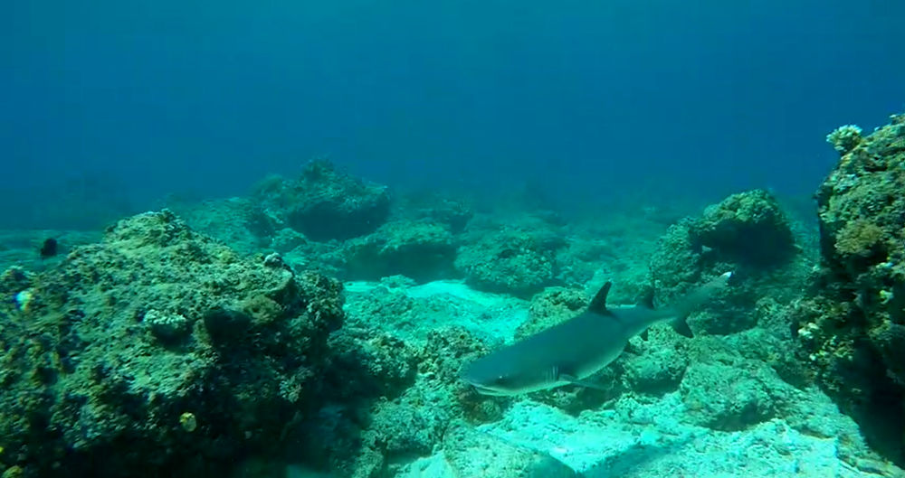 swimming black tip reef shark in Pemana island