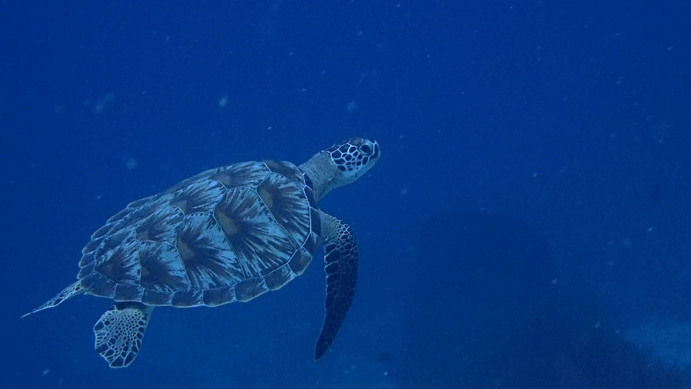 turtle swimming in Babi island